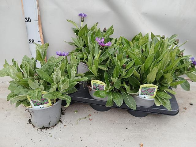 <h4>CENTAURE BLUE CARPET</h4>