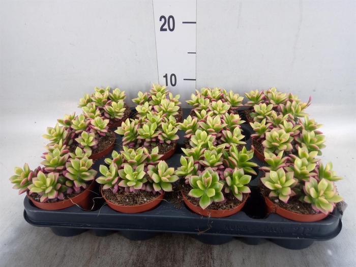 <h4>Succulents   ...</h4>