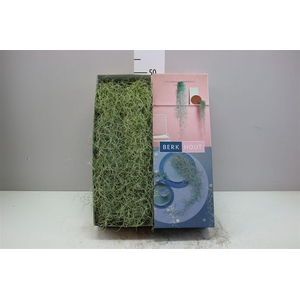 Tillandsia Usneoides 50cm