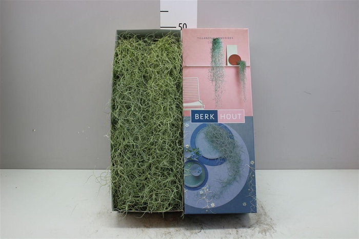 <h4>Tillandsia Usneoides 50cm</h4>