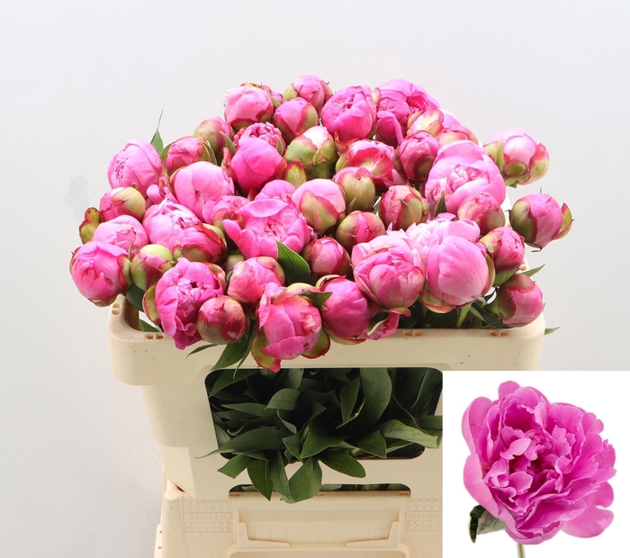 <h4>PAEO L ALEX FLEMING</h4>