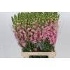 Antirrhinum Potomac Early Pink
