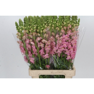 Antirrhinum Potomac Early Pink