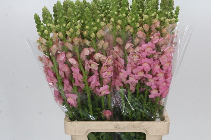 <h4>Antirrhinum Potomac Early Pink</h4>