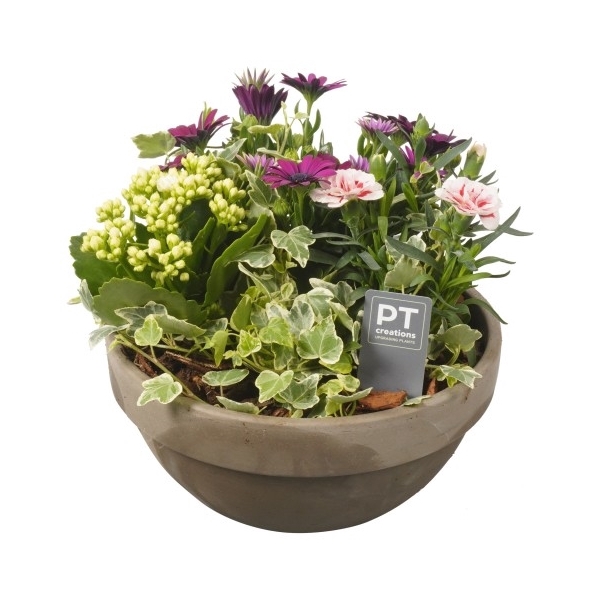 PTPP3185 Arrangement Patio Plants in terracotta schaal