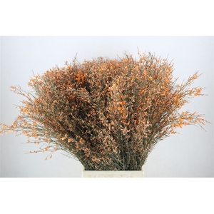 Ginster 400gr Orange P Bunch