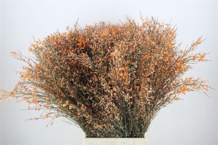 <h4>Ginster 400gr Orange P Bunch</h4>