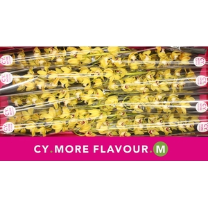 Mini cymbidium 'Suzanne' 70 cm