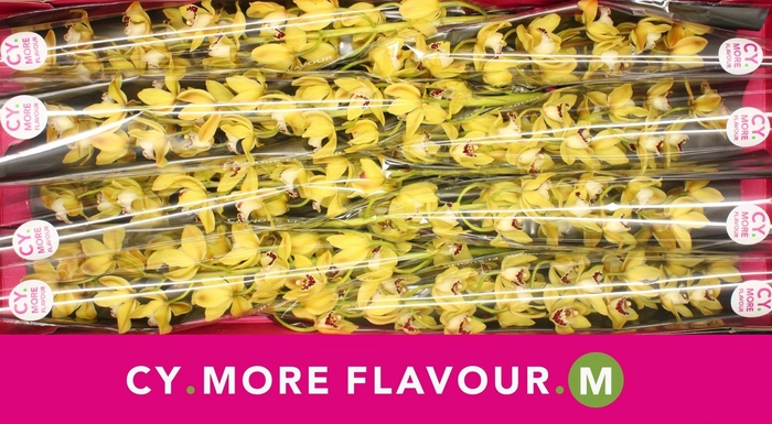 <h4>Mini cymbidium 'Suzanne' 70 cm</h4>