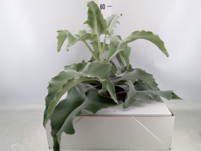 <h4>Kalanchoe NF beharensis</h4>