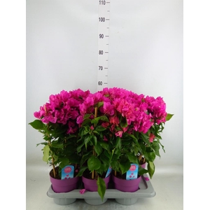 Bougainvillea  'Vera Dp Purple Imp'