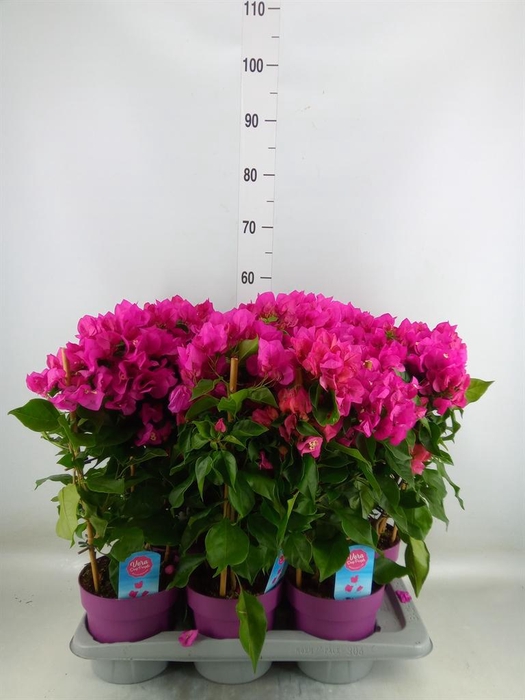 <h4>Bougainvillea  'Vera Dp Purple Imp'</h4>