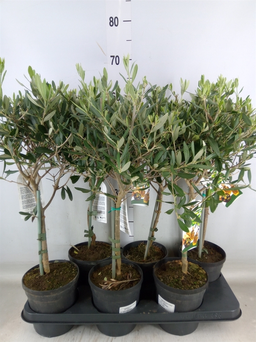<h4>Olea europaea</h4>