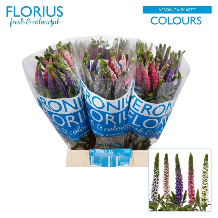 <h4>VERON SMART COL GEM</h4>