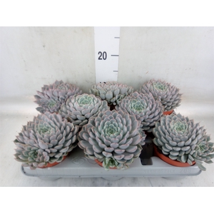 Echeveria cuspidata