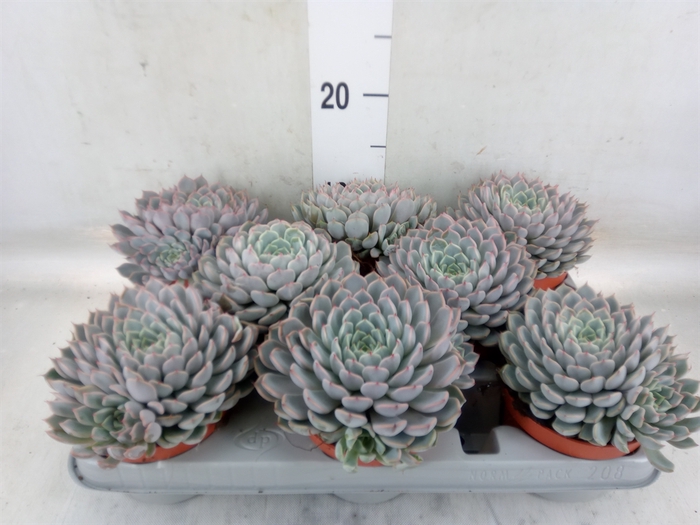 <h4>Echeveria cuspidata</h4>
