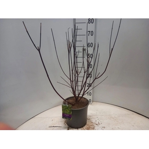 Cornus alba Kesselringii