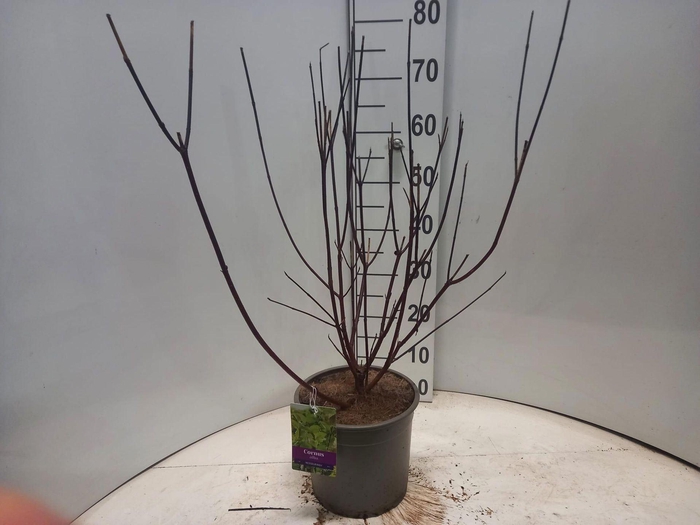 <h4>Cornus alba Kesselringii</h4>