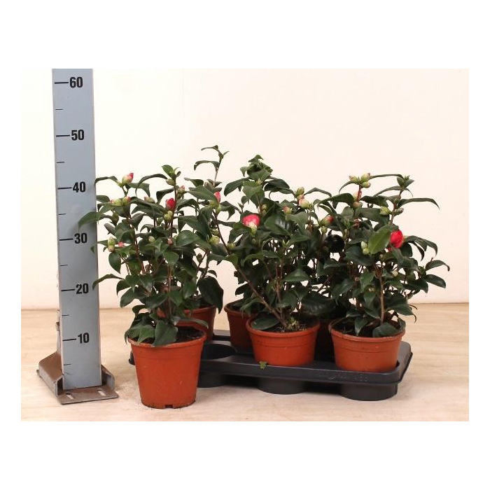 <h4>CAME JAPONICA</h4>