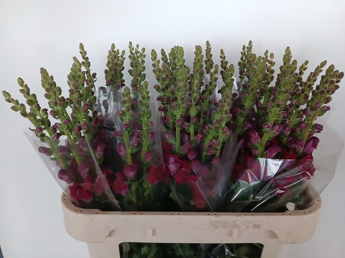 <h4>Antir Antibes Red</h4>
