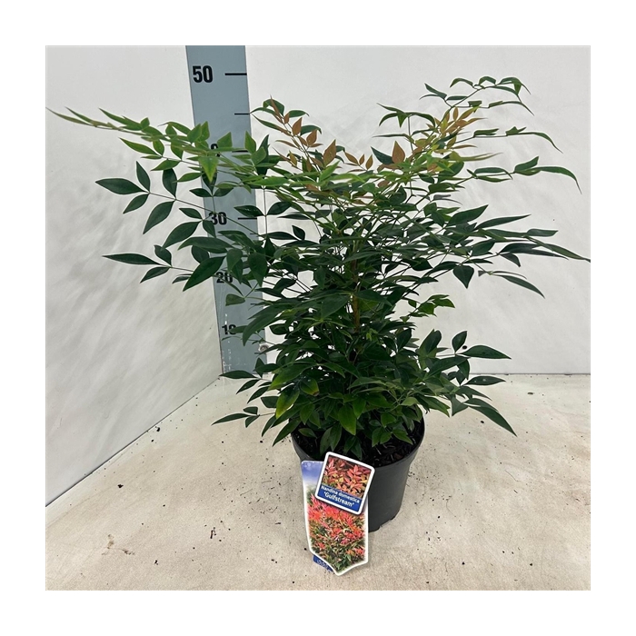 <h4>Nandina domestica 'Gulfstream'</h4>