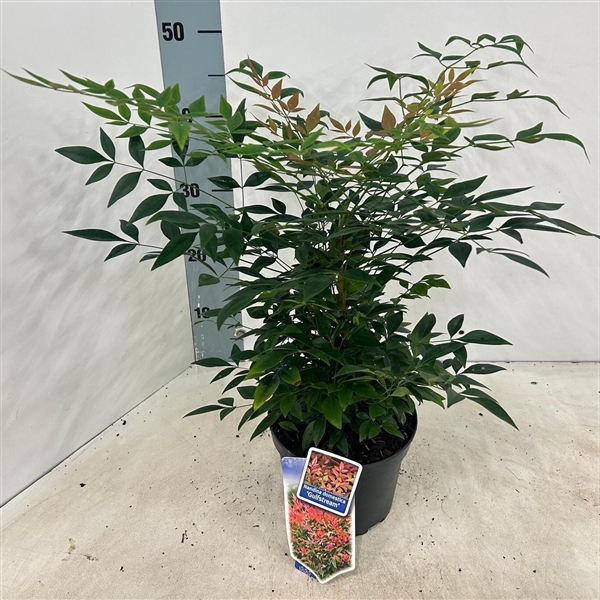 <h4>Nandina domestica 'Gulfstream'</h4>