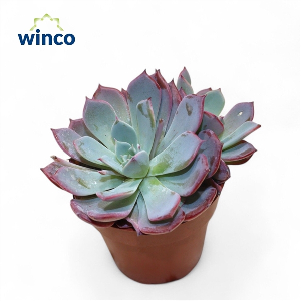<h4>Echeveria Colorata Group</h4>