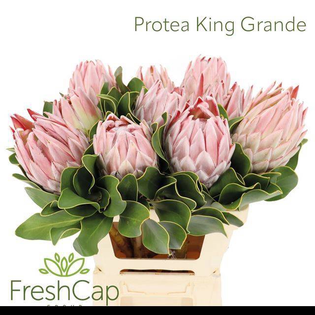 <h4>PROTEA GRANDE</h4>