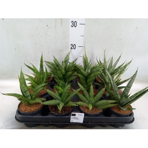Sansevieria cyl.  ...