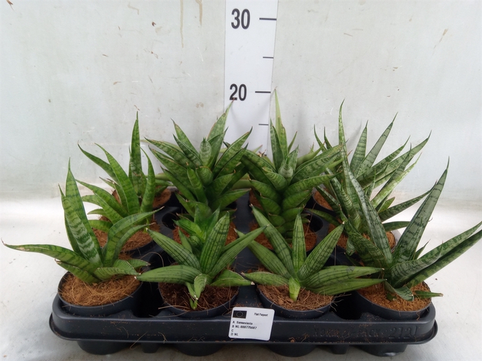 <h4>Sansevieria cyl.  ...</h4>