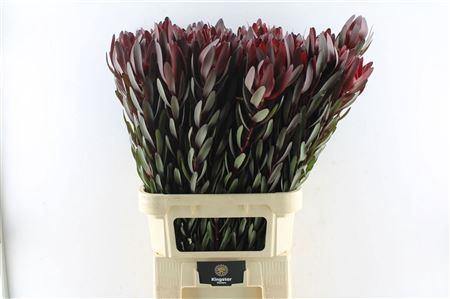 <h4>Leucad Saf Sunset 100cm</h4>