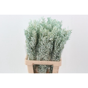 Ruscus Mint Groen 150gr