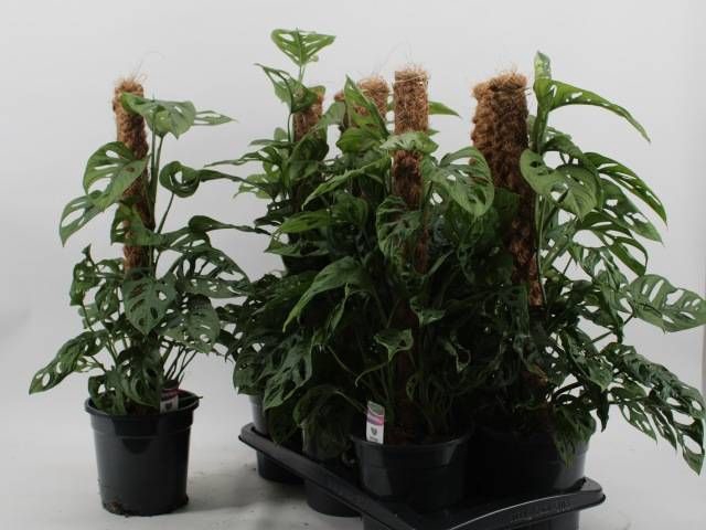 <h4>MONSTERA MONKEY LEAF</h4>
