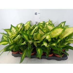 Dieffenbachia  'Camilla'