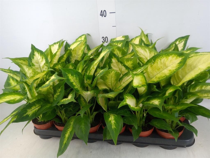 <h4>Dieffenbachia  'Camilla'</h4>