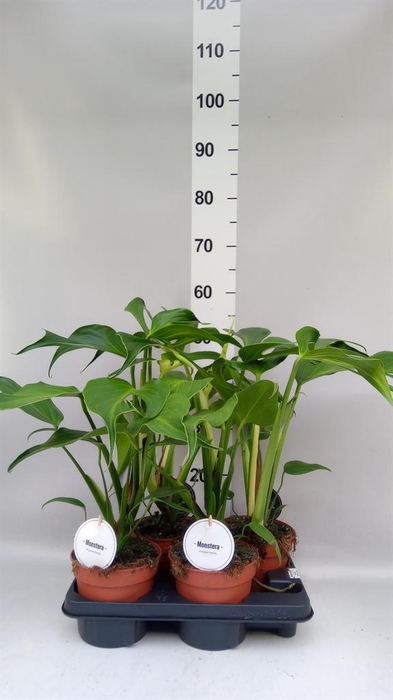 <h4>Monstera   ...</h4>