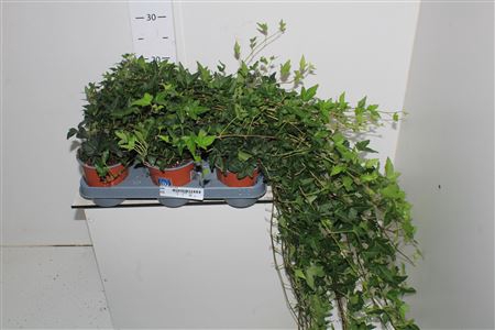 <h4>Hed He Shamrock 80cm Rank</h4>