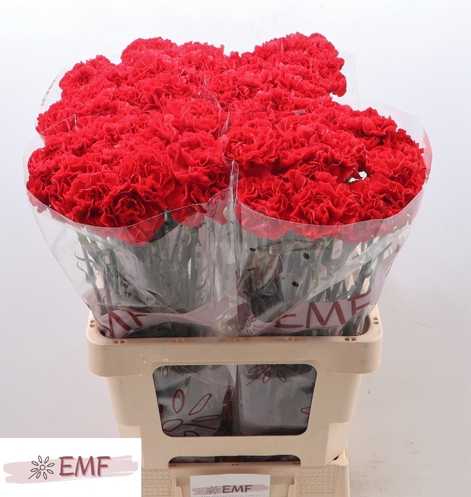 <h4>DI ST GRAND SLAM</h4>