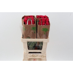 R Gr Jacaranda Box Fu