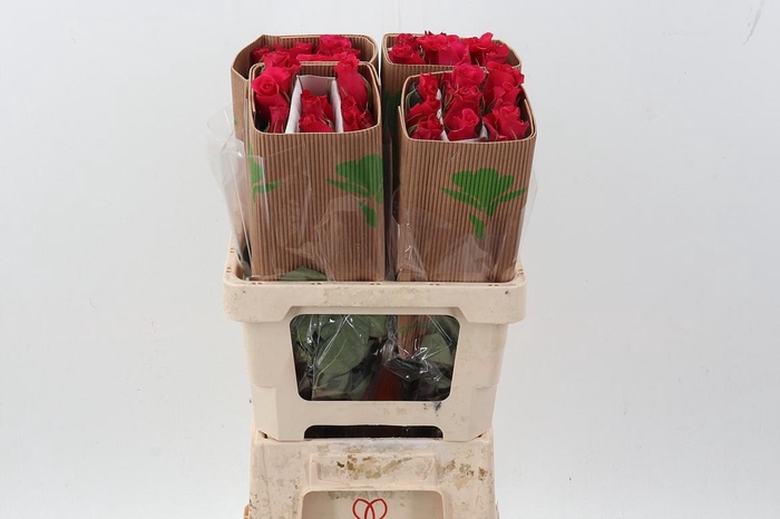 <h4>R Gr Jacaranda Box Fu</h4>