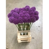 Allium Ambassador