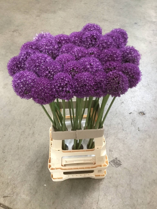 Allium Ambassador