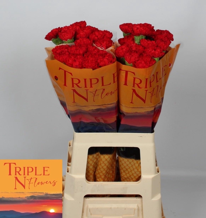 <h4>DI ST SPARTA+</h4>