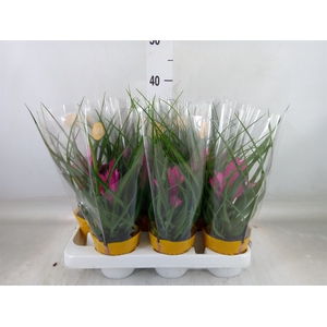 Tillandsia cyanea 'Josee'