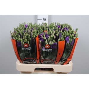 Eus E Picco Violet
