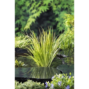 Acorus gramineus 'Ogon' (18x18)