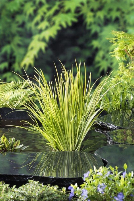 Acorus gramineus 'Ogon' (18x18)