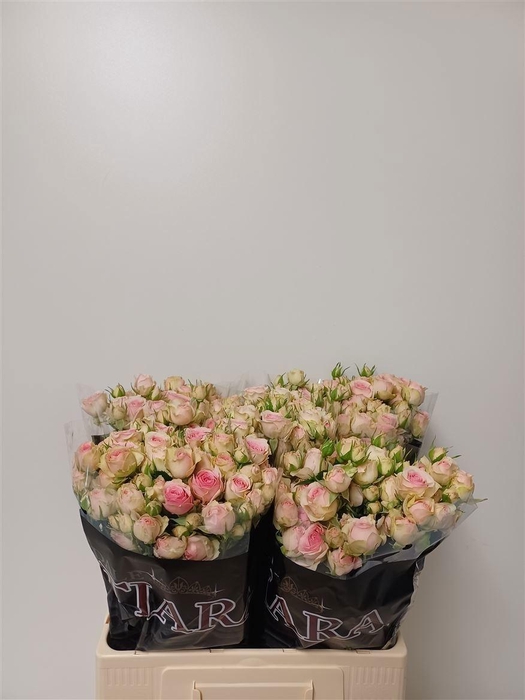 <h4>R TR DINARA</h4>