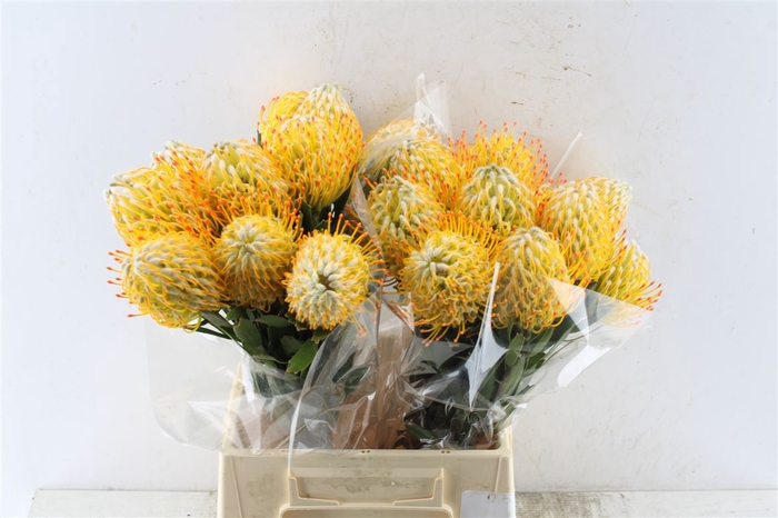 <h4>Leuco Co Goldie</h4>