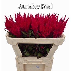 CEL P SUNDAY RED